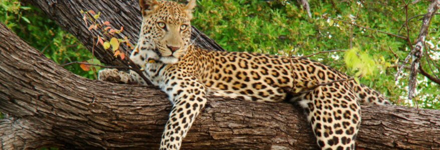 Simbalwada Wildlife Sanctuary